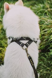 Brettura norvegesi per un cane del marchio di cuccioli soffici, pelle naturale, 3 taglie, fatte a mano!