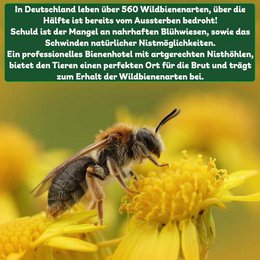 Hôtel pour abeilles sauvages ERDENFREUND® avec serre à papillons