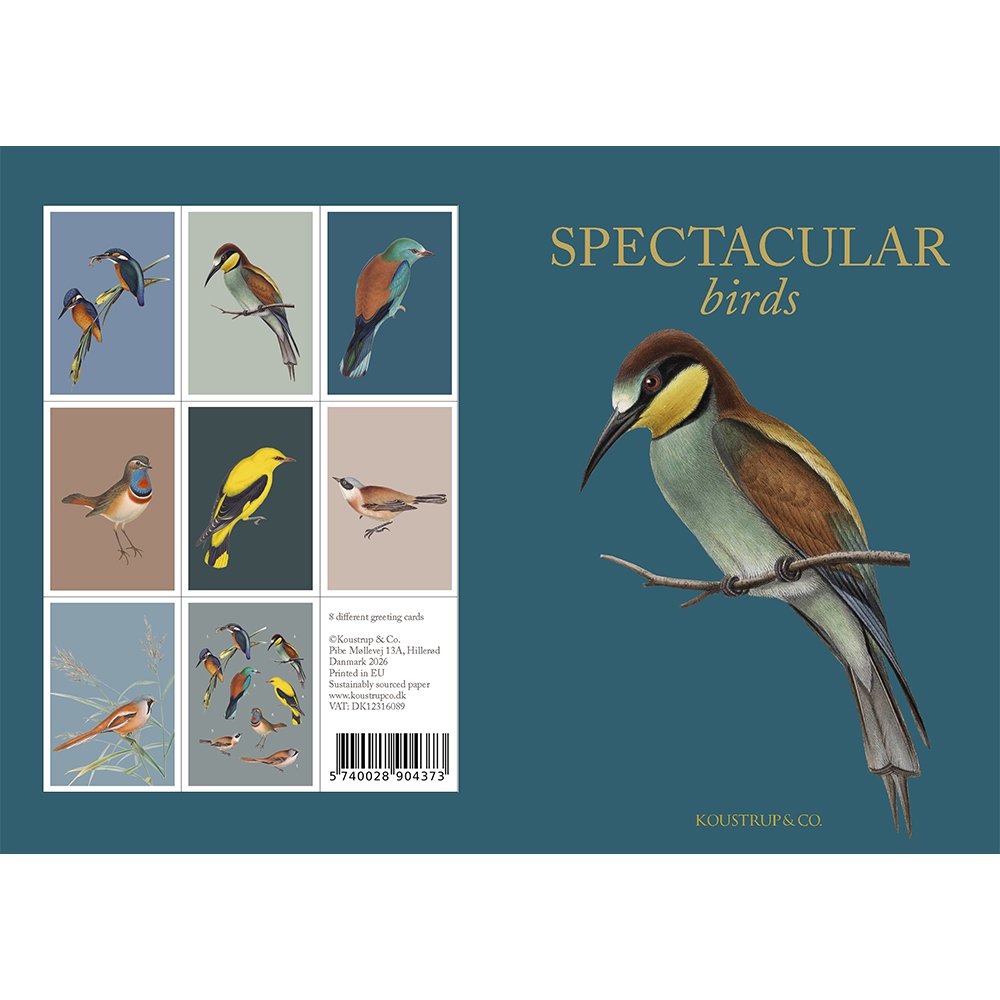 Spectacular birds - 8 quality cards w/envelopes