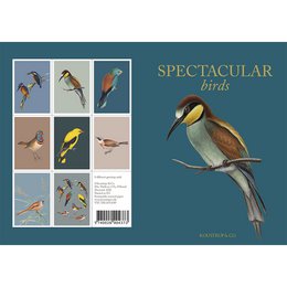 Spectacular birds - 8 quality cards w/envelopes