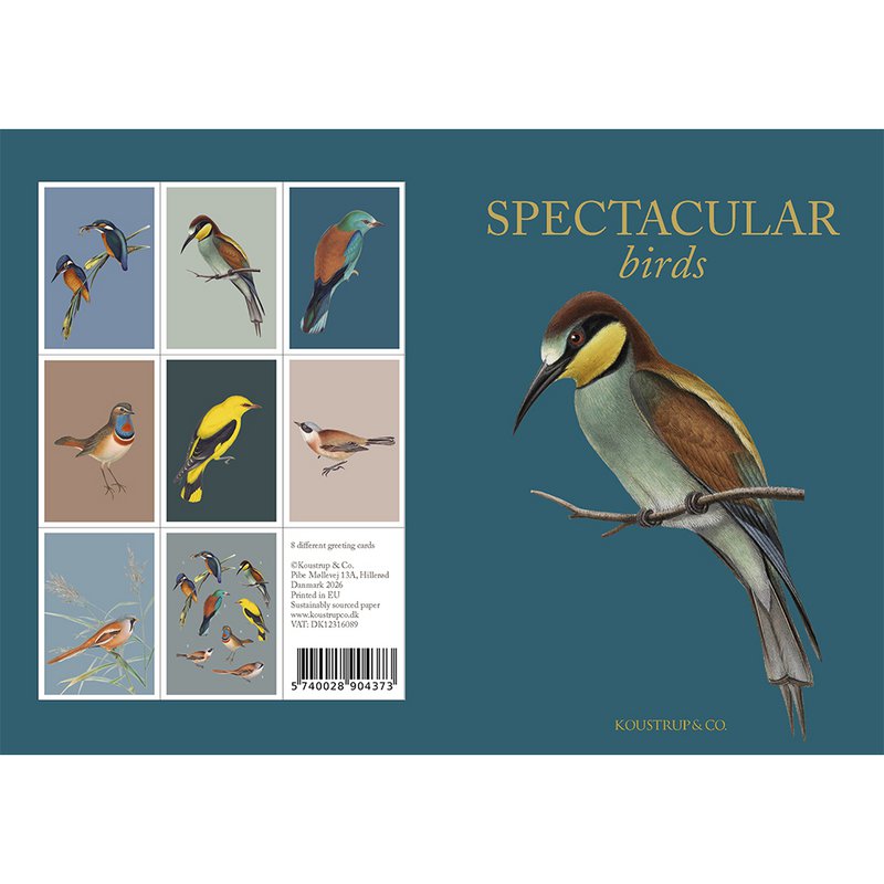 Spectacular birds - 8 quality cards w/envelopes