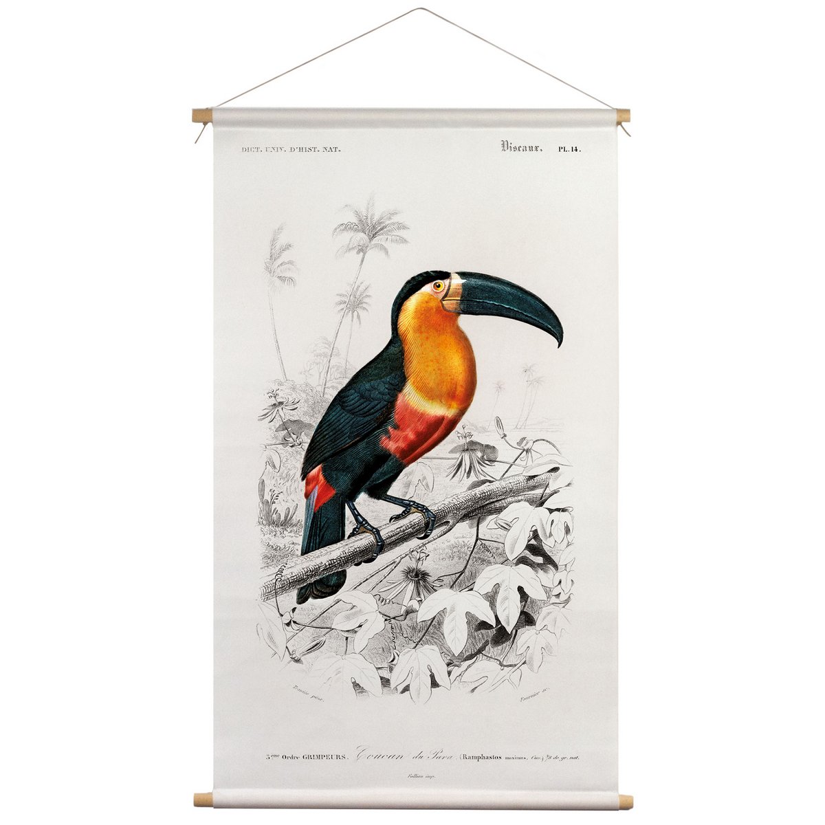 Póster textil con cordón de cuero - Ilustración Tucán D'Orbigny 65x45 cm - Tela de pared