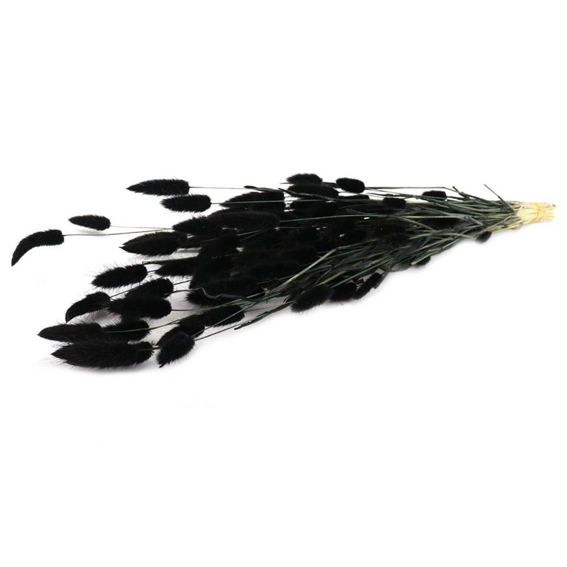 Flores secas - Lagures - 60 cm - flores secas naturales