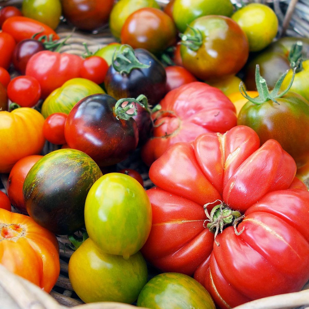 CULTIVEA® Organic* Tomatensamen-Set zum Pflanzen – 5 alte und farbenfrohe Sorten – Ochsenherztomate, Ananastomate, Grünes Zebra, Schwarzes Zebra, Physalis – Komplettes Tomatensetzlingsset mit Töpfen, Pastillen und Anleitung