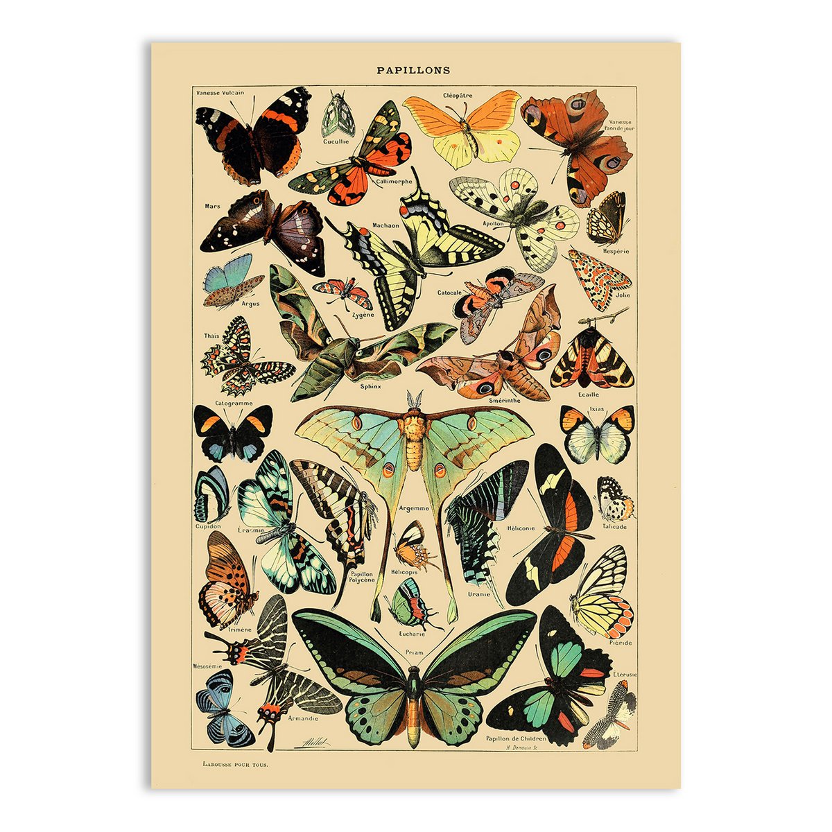 Postkarte Vintage Schmetterlinge - Adolphe Millot