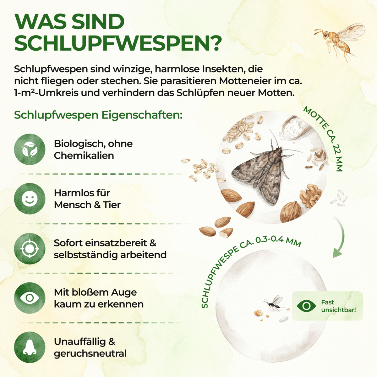 Sugging wesps tegen voedselmoths