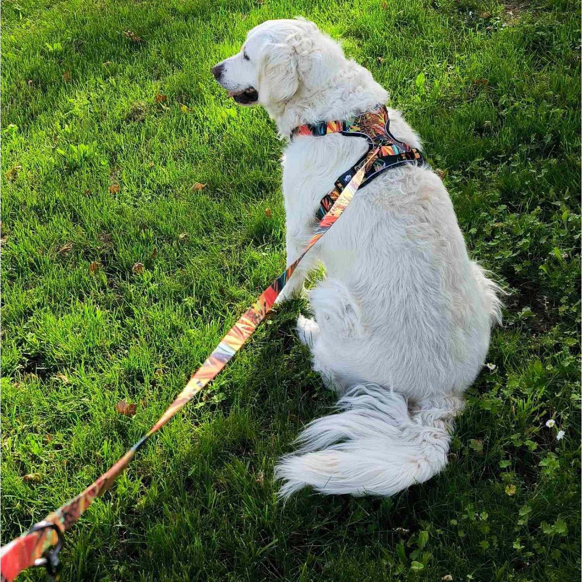 Tropical dog leash