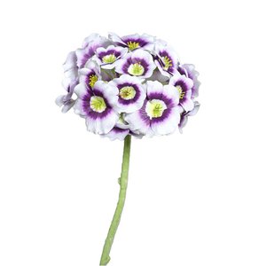 Primel Aurikel, L60cm, lila