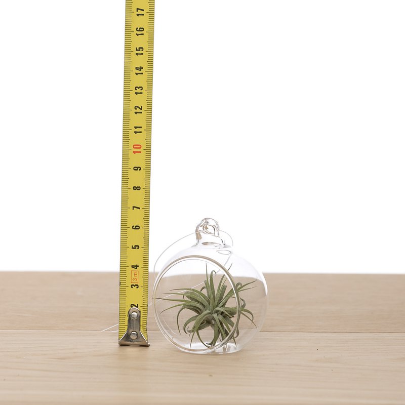 Tillandsia in Bulbo di Vetro 6cm