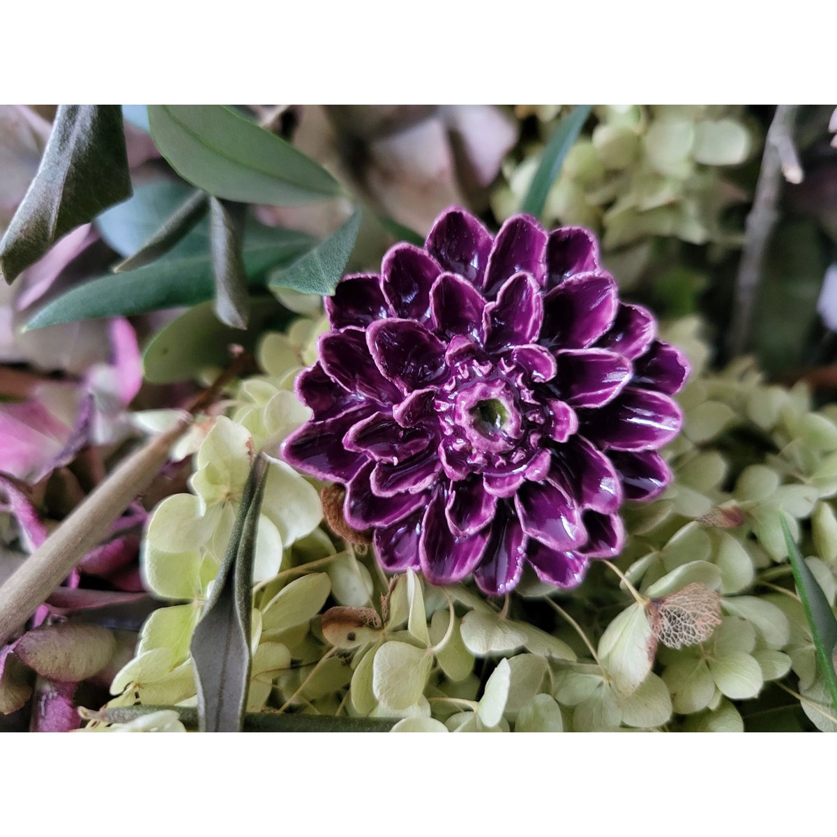 Dahlia purple