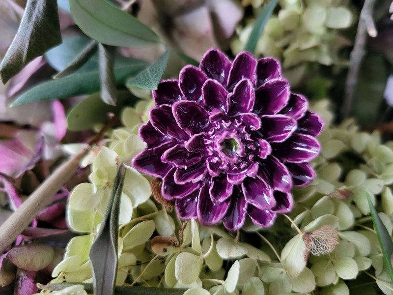 Dahlia purple