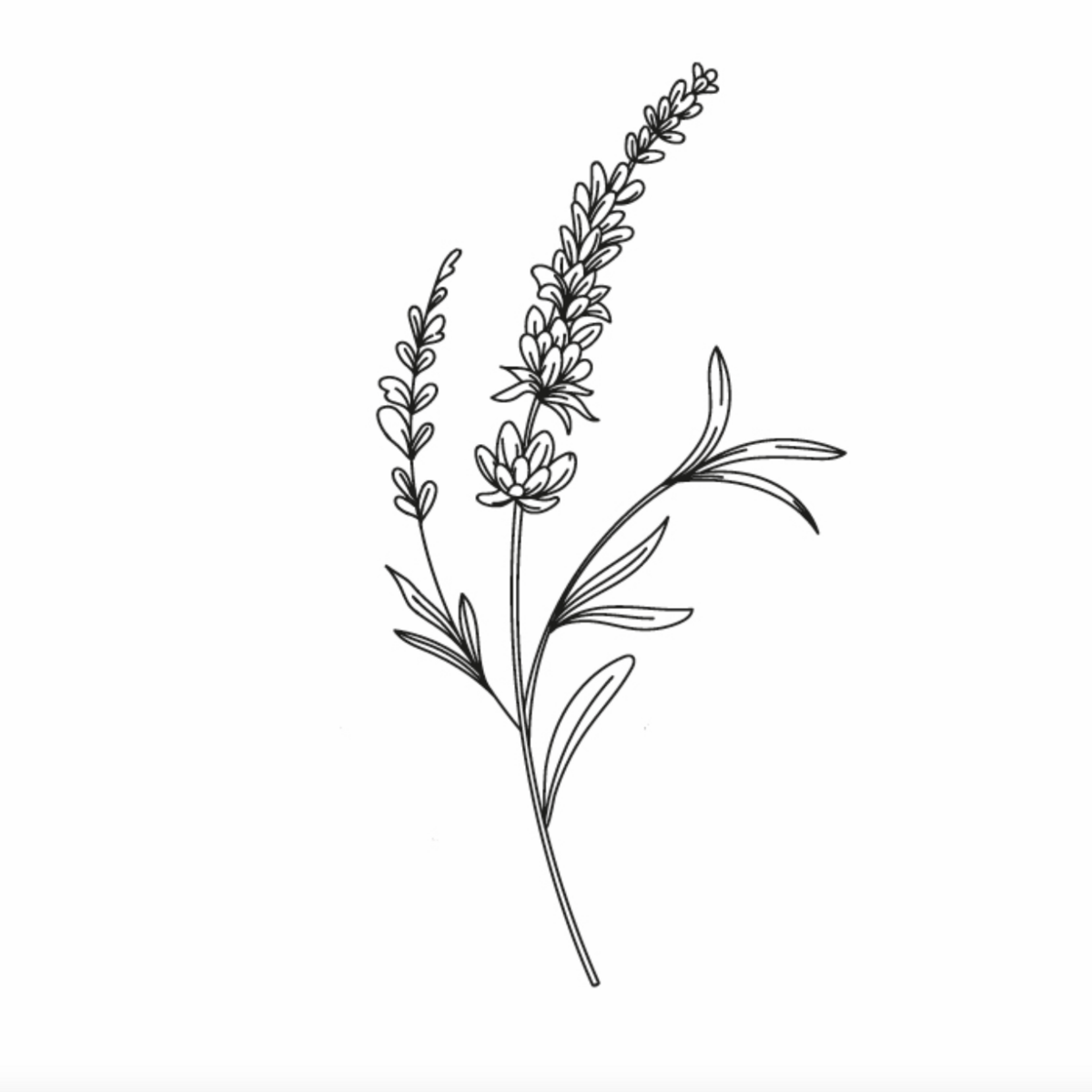 Sioou temporary tattoo - Sprig of lavender x5