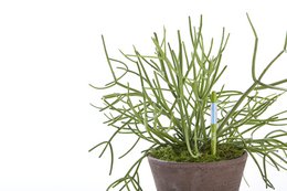 SUStee SINGLE PACK LARGE GREEN