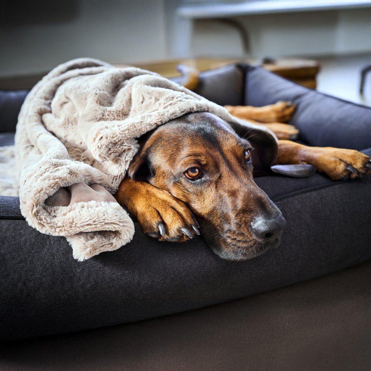 COZY Kuscheldecke für Hunde