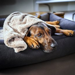 COZY Kuscheldecke für Hunde