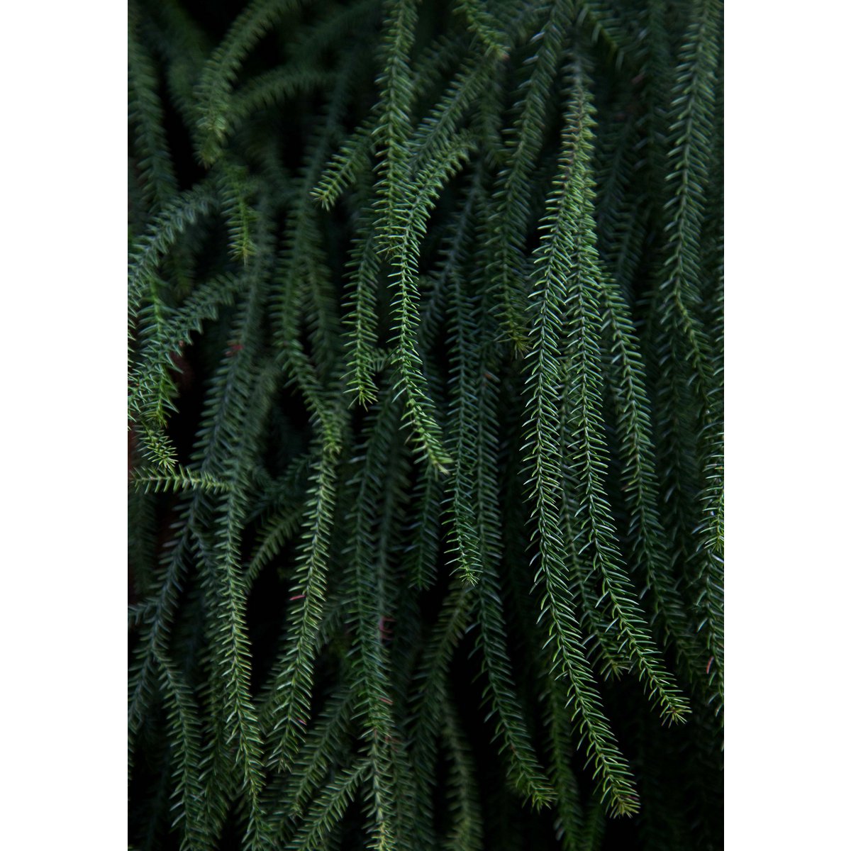 Teresia Koch - Planta I
