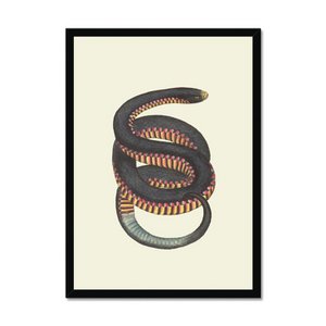 Snake