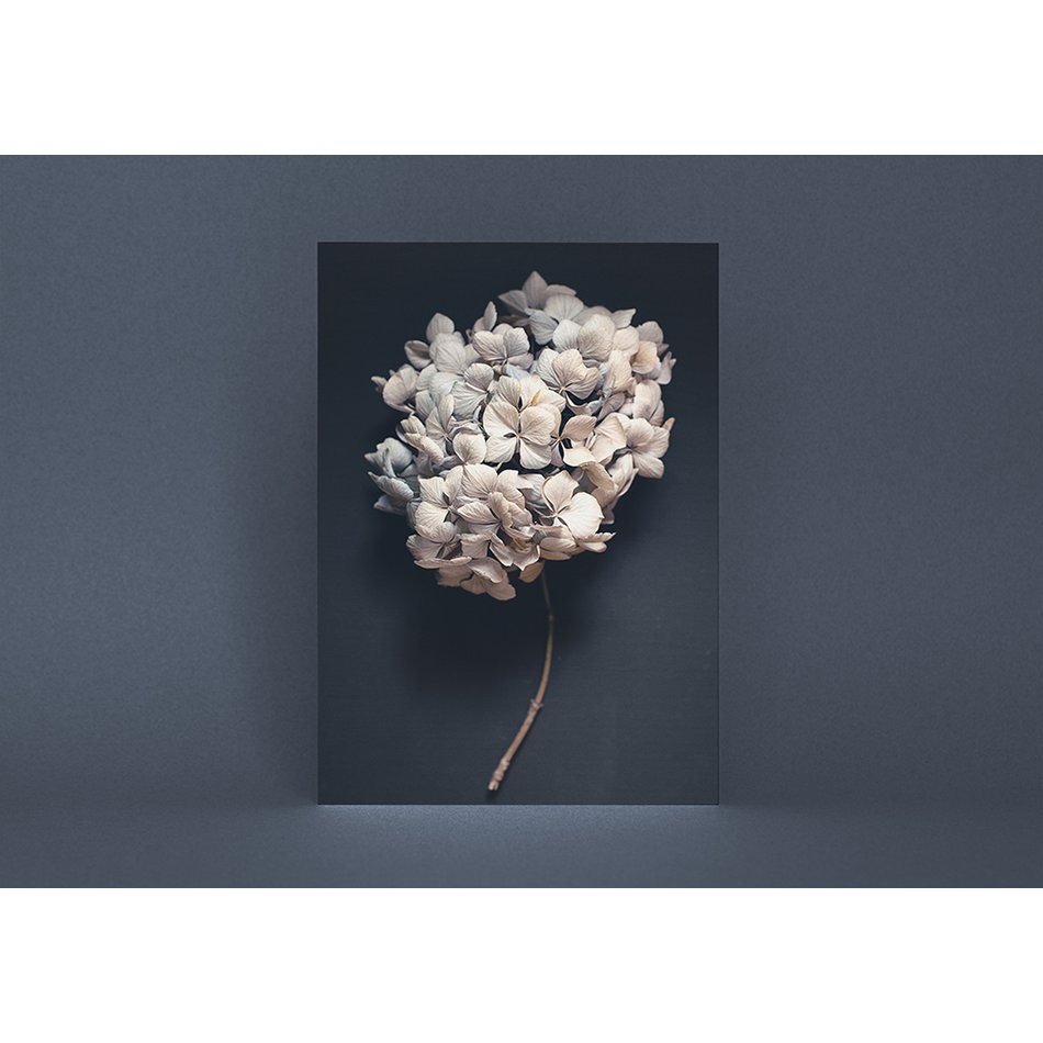 Postkarte Dark Hydrangea (PK_064)