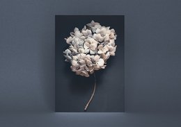 Postal Hortensia Oscura (PK_064)