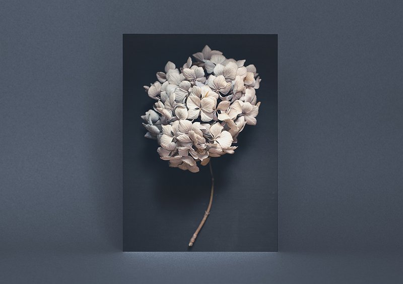 Postkort mørk hortensia (PK_064)