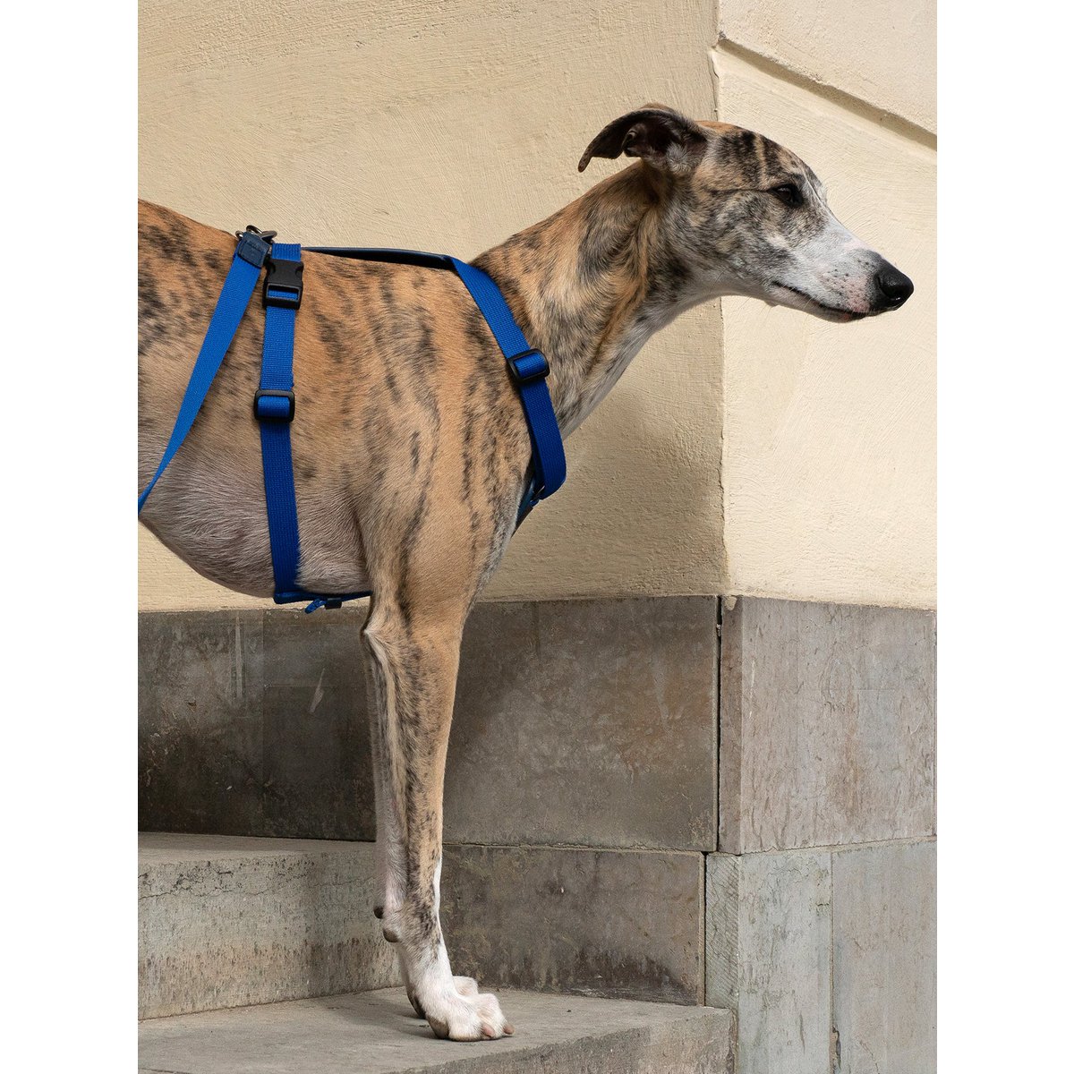 ARCH HARNESS NAVY/GRANDALA BLUE