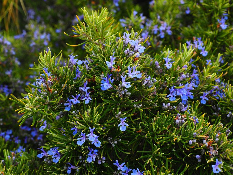 Candela dell'aromaterapia "Mindfulness" -Concentration and Focus