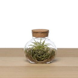 Small cork cap pot + airplant