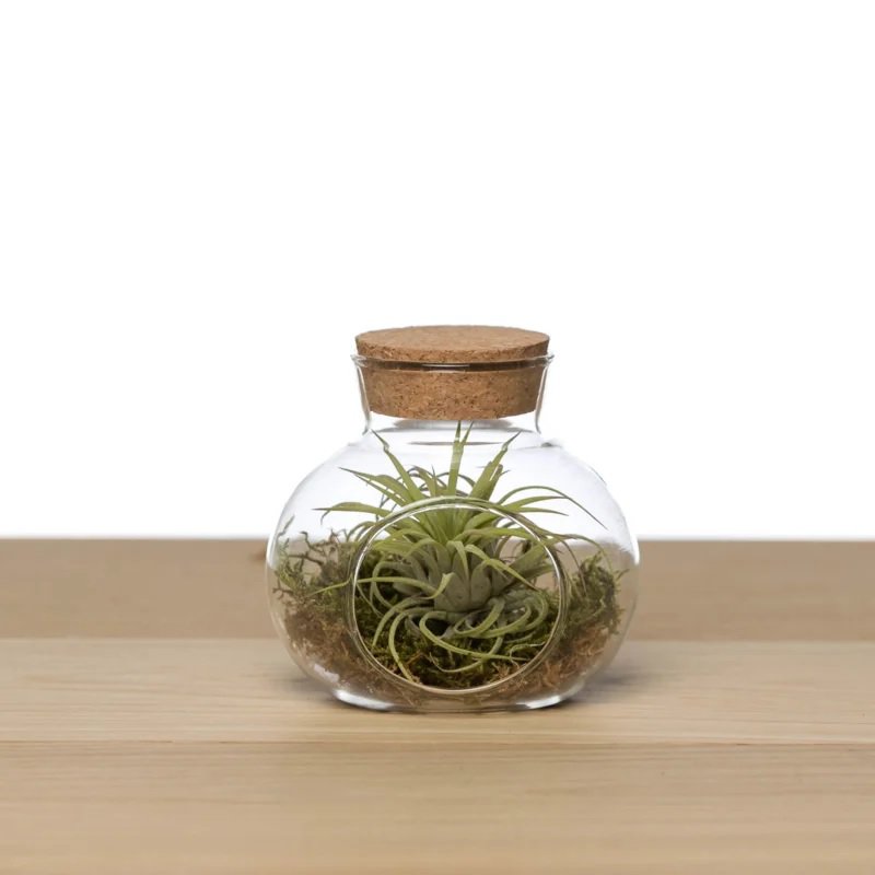 Small cork cap pot + airplant