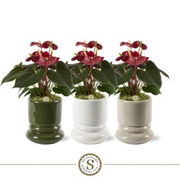  Vibrant coral-colored flowering plant with lush green foliage, available in a set of 3 potted plants.