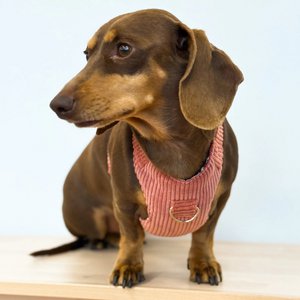 Dog harness and leash set Rib CORAL