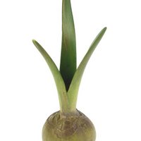 Flower bulb vase