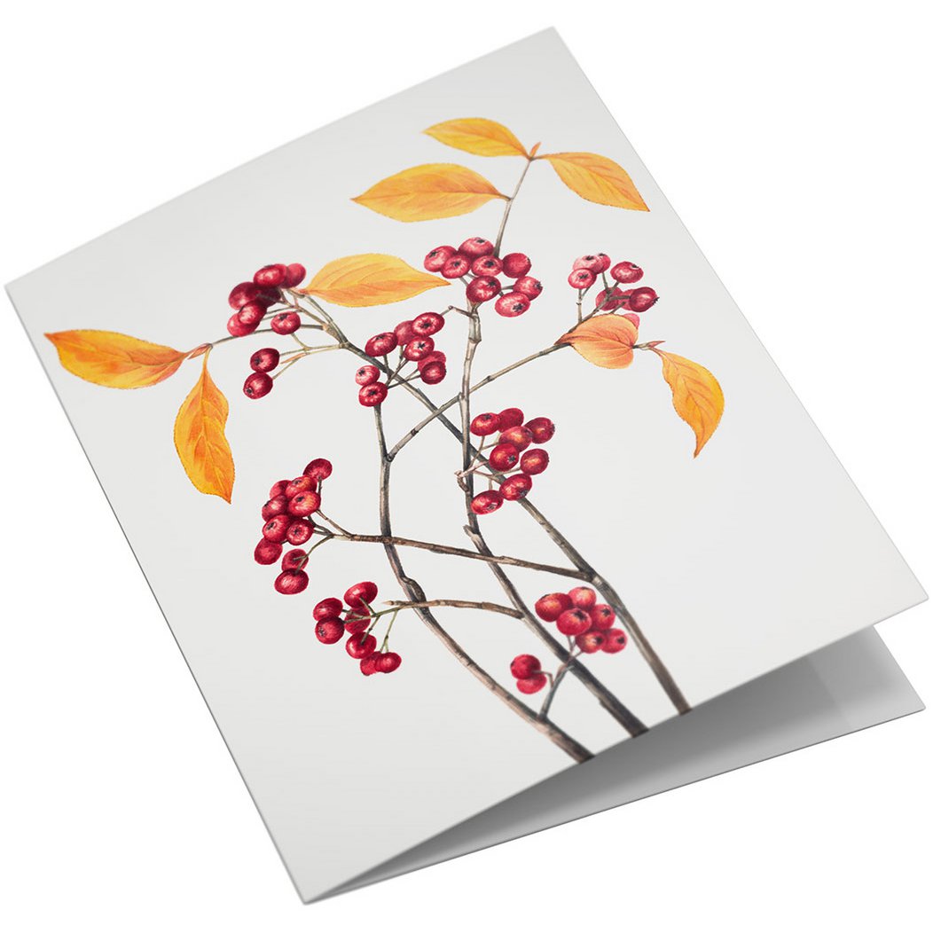 Lykønskningskortsæt Vilde blomster