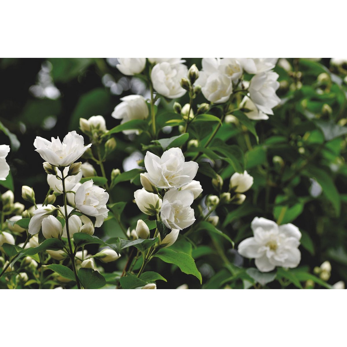 Aroma therapy candle "gentle equalization"-balance & harmony