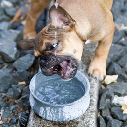 ROCKY - elegant skål til hunde og katte