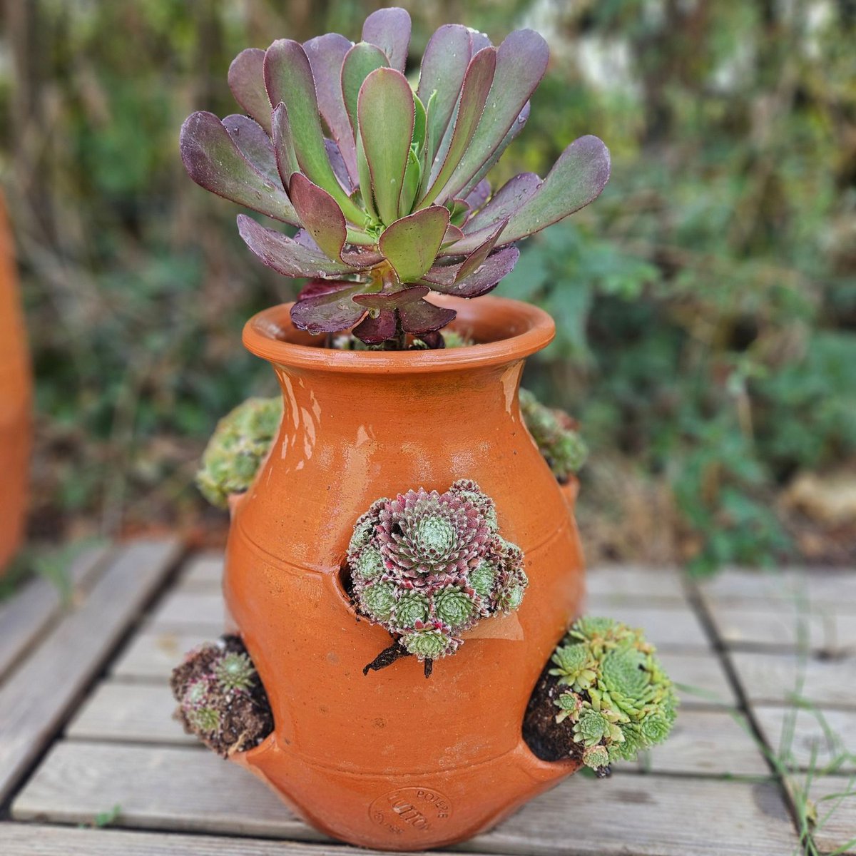 aardbeien boom