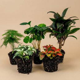 Set terrario per piante - Coffea Arabica - 5 piante - Coffea Arabica - Palma - Asparagi - Fittonia rossa e bianca