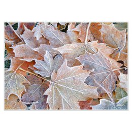 Artipics Manteles Individuales Hojas De Escarcha Paquete De 4 Manteles Individuales Otoño Invierno Lavar Con Un Toallita De Plástico 42 X 30 Cm Manteles Individuales Decoración De Mesa Para Cocina/Comedor/Invitados/Interior/Exterior