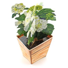 Carte d'hortensia florale 3D