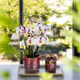 Kolibri Orchids | Gift Set Aura | Pink Phalaenopsis Orchid Congo with green plant in aura decorative pots on bamboo tray