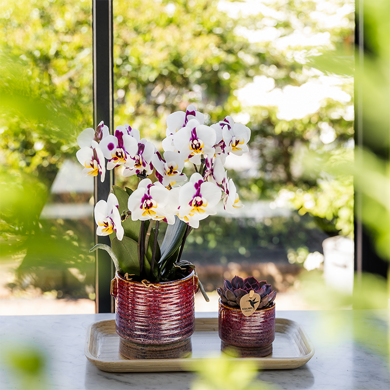 Kolibri Orchids | Gift Set Aura | Pink Phalaenopsis Orchid Congo with green plant in aura decorative pots on bamboo tray