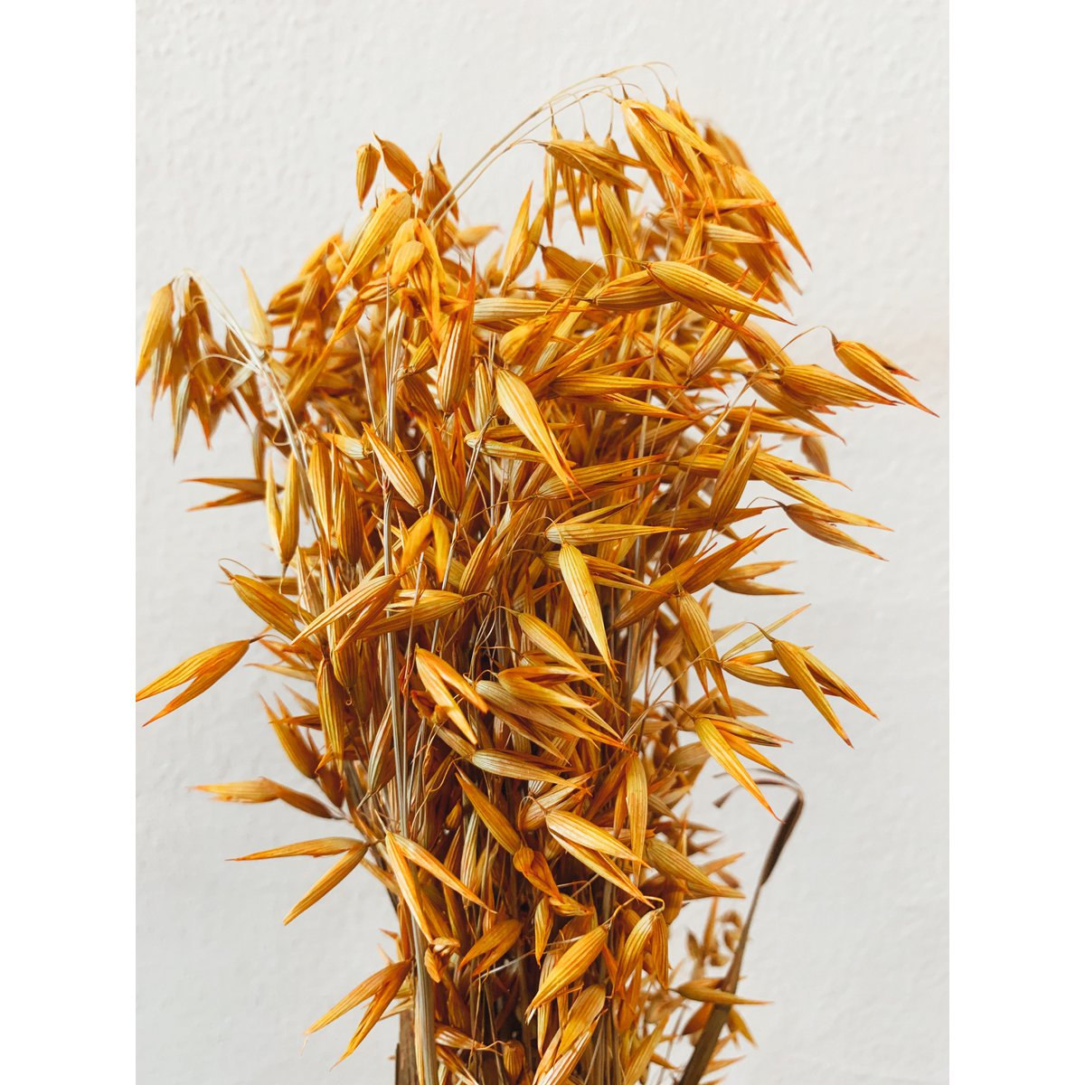Avena-Orangen-Trockenblumen