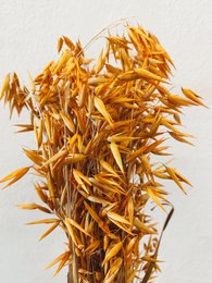 Avena-Orangen-Trockenblumen