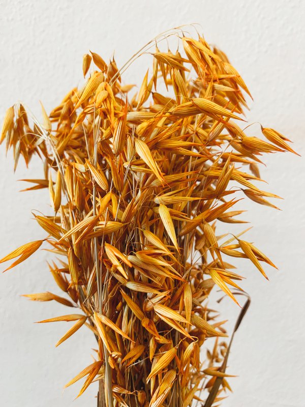 Avena-Orangen-Trockenblumen