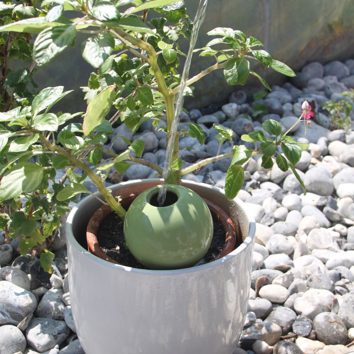 Ollas to Plant Pastel