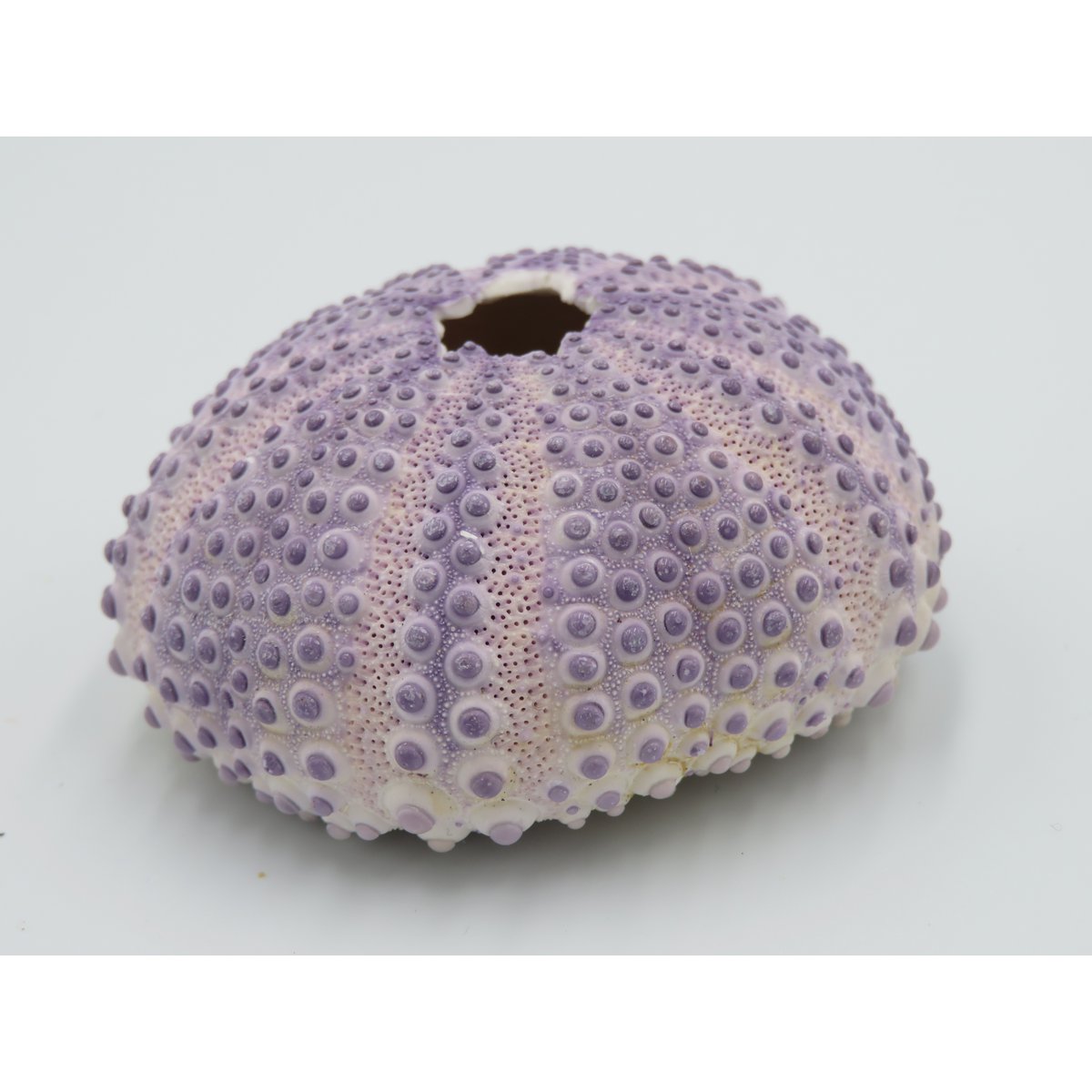 Sea urchin house - Bulu Babi Purple
