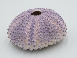 Sea urchin house - Bulu Babi Purple