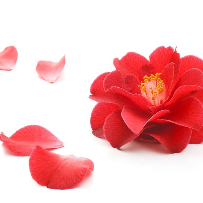 Organic camellia oil - 100% vegetable and organic - face, body, hair, stretch marks
