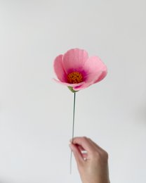 Feltbloem cosmea pink