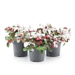 Gaultheria Pr. 'Big Berry' + Snow - 3 stk - Ø10cm - ↕15cm