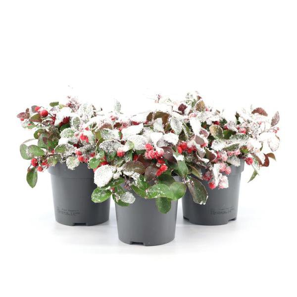 Gaultheria Pr. 'Big Berry' + Snow - 3 stk - Ø10cm - ↕15cm